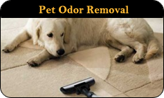 pet odor removal